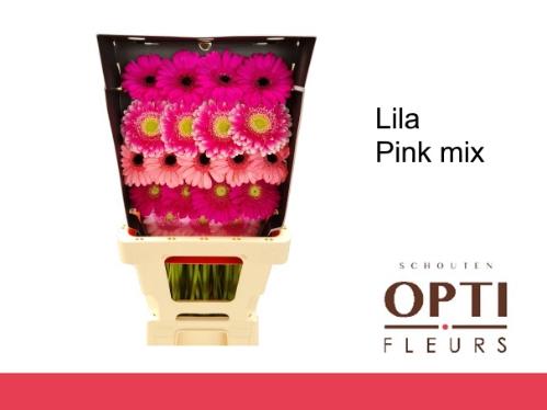 Gerbera mini Sensation Mix Lila Rose gemengd in fust