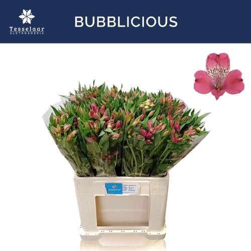 Alstroemeria Bubblicious