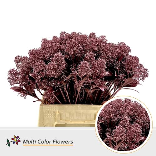 Skimmia per bos overig kleurbehandeld H%