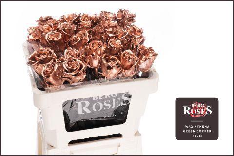 Rosa grootbloemig gewaxt H%