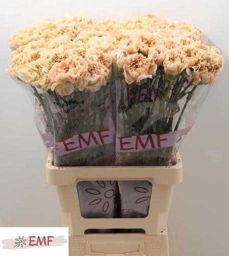 Dianthus standaard 'Lege Marrone'