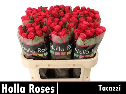 Rosa grootbloemig Tacazzi+