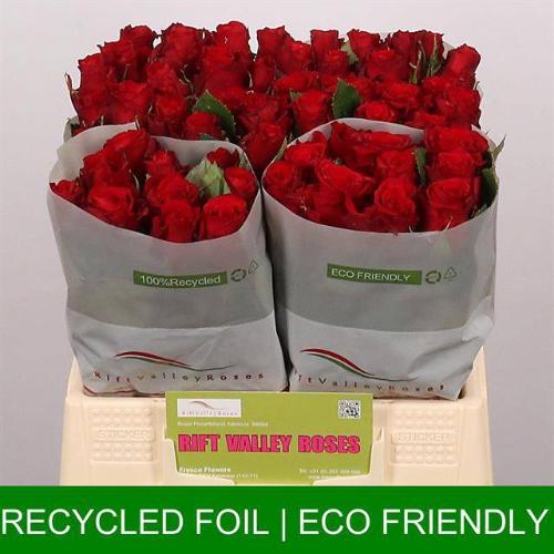 Rosa grootbloemig Red Torch