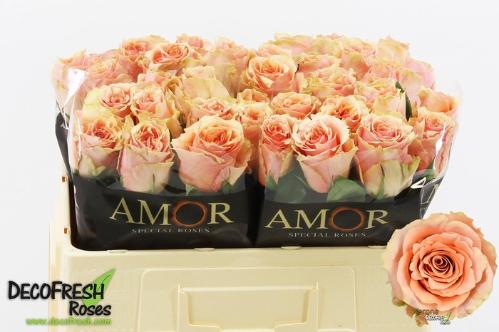 Rosa grootbloemig Verona