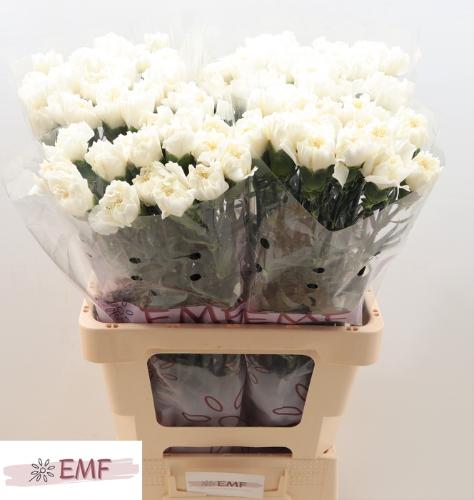 Dianthus standaard Mont Blanc