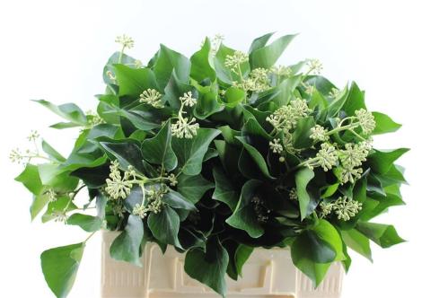 Hedera per bos