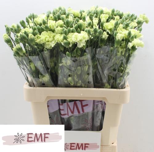 Dianthus tros Skadi