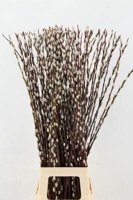 Salix Wilgenkatjes