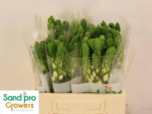 Ornithogalum thyrsoides 'Milky Way'