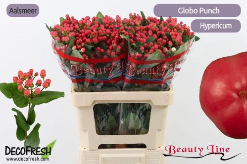Hypericum x inodorum Globo Punch