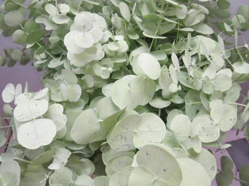 Eucalyptus cinerea kleurbehandeld per bos H%