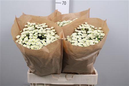 Tanacetum parthenium 'Rio'