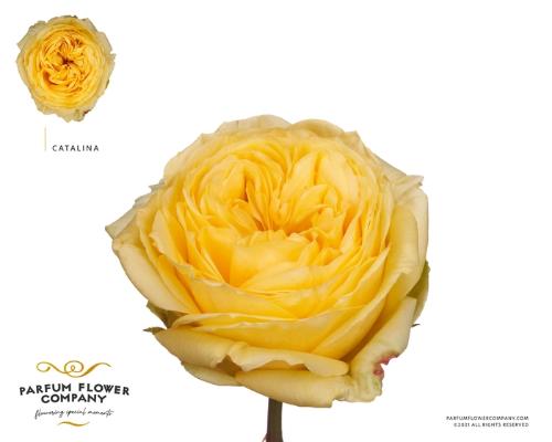 Rosa grootbloemig Catalina