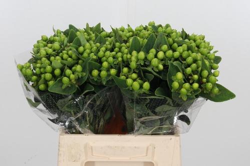 Hypericum inodorum Magical Mirage