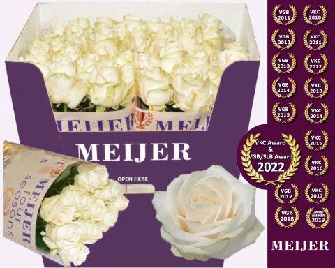 Rosa grootbloemig Four Seasons+