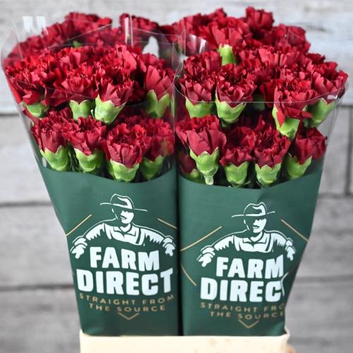 Dianthus standaard 'Zurigo'