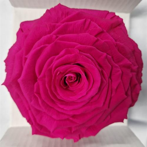 Rosa grootbloemig kleurbehandeld H%