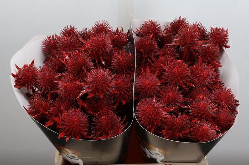Eryngium alpinum kleurbehandeld H%
