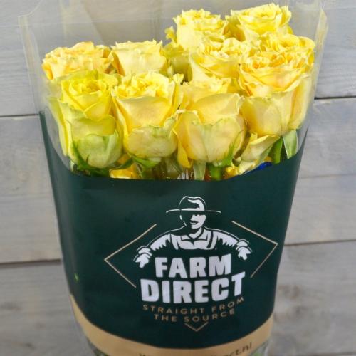 Rosa grootbloemig Turtle