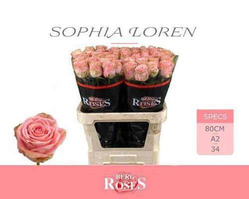 Rosa grootbloemig Sophia Loren