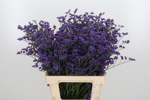 Limonium sinensis Kansas Blue