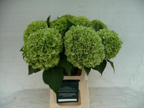 Hydrangea macrophylla 'Blizzard' (classic)