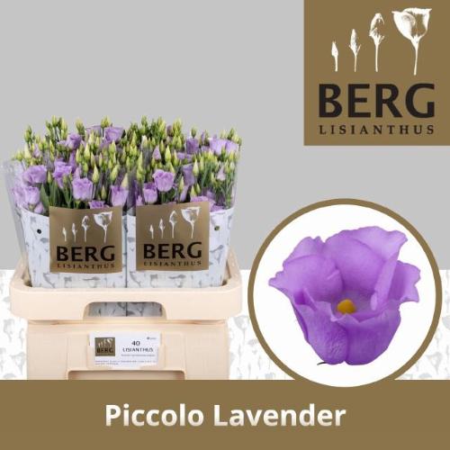 Eustoma russellianum enkelbloemig 'Piccolo Lavender'