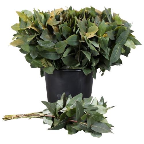 Eucalyptus robusta