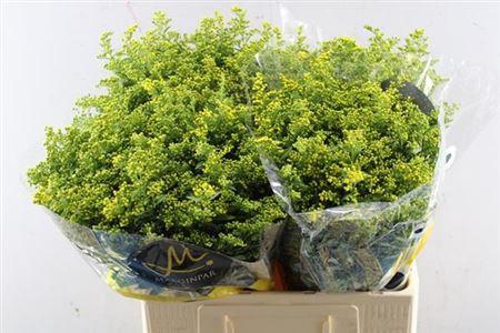 Solidago Carzan Glory