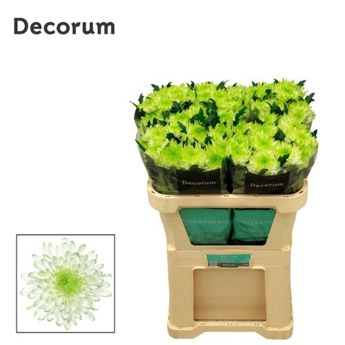 Chrysanthemum Indicum Grp geplozen kas 'Zembla Lime'