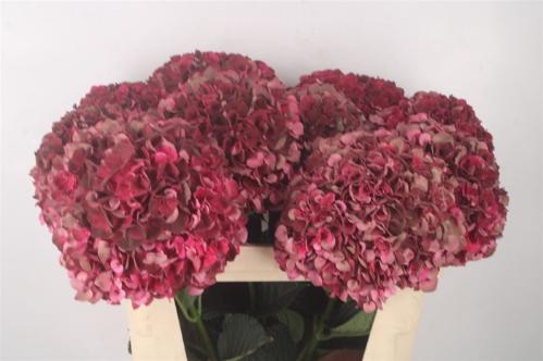 Hydrangea macrophylla Magical Rubyred (classic)
