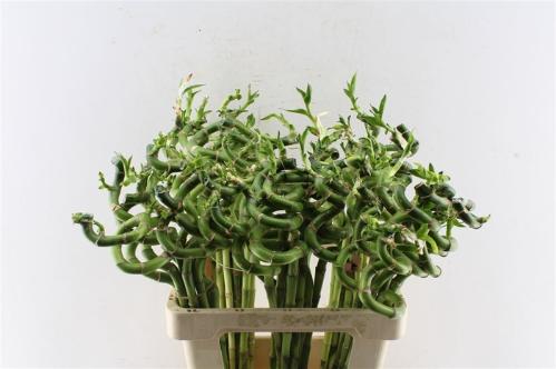 Dracaena sanderiana Lucky Bamboo
