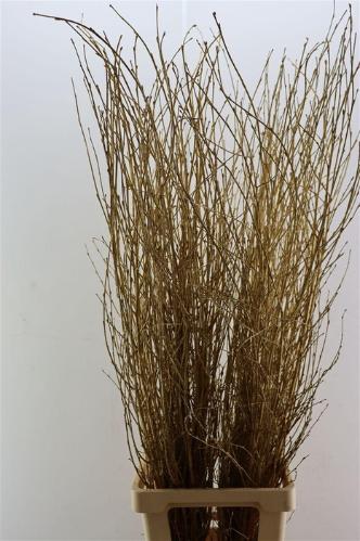 Betula kleurbehandeld H%