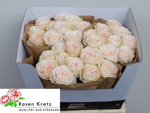 Rosa grootbloemig Sunderland!