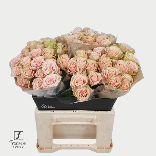 Rosa tros Whitney