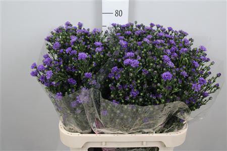Aster Novi-belgii Grp Astee Dark Milka