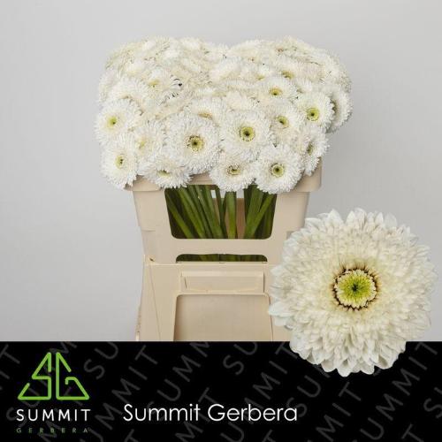 Gerbera mini Amando