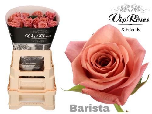 Rosa grootbloemig Barista