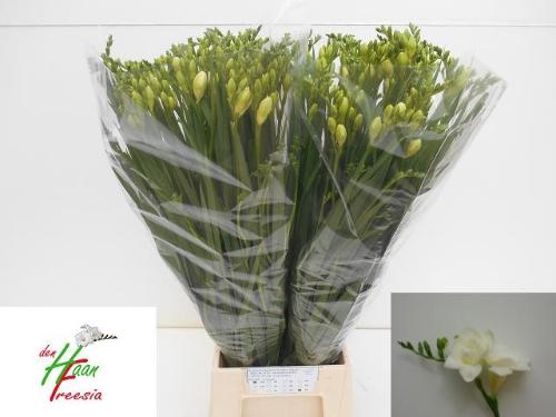 Freesia dubbelbloemig Versailles
