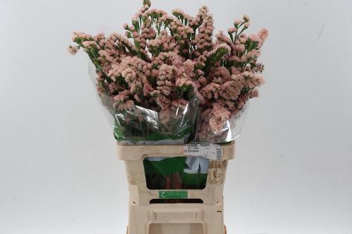 Limonium sinuatum Lucia Apricot+