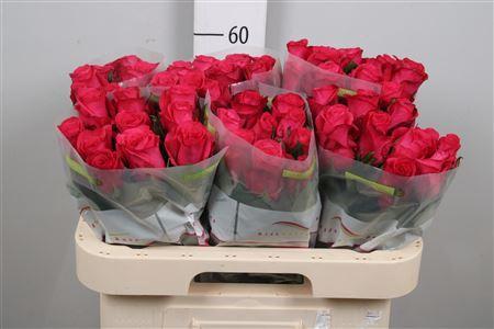 Rosa grootbloemig Oblica