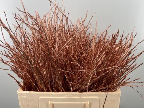 Vaccinium kleurbehandeld H%