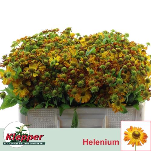 Helenium 'Orange Beauty'