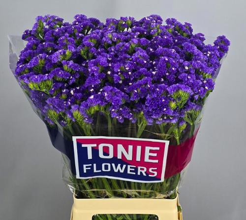 Limonium sinuatum 'Crystal Dark Blue'