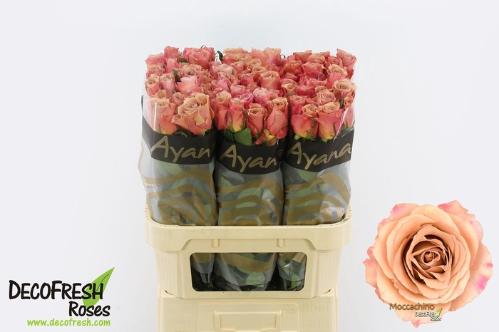 Rosa grootbloemig Moccachino