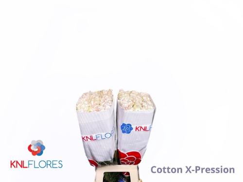 Rosa grootbloemig overig