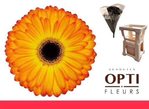 Gerbera grootbloemig 'Catwalk'