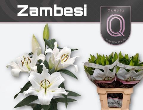 Lilium Oriental x Trumpet Grp 'Zambesi'