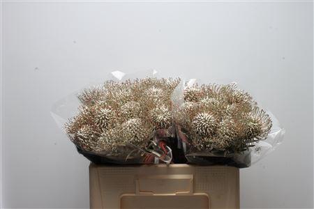 Leucospermum 'Naomi' kleurbehandeld H%