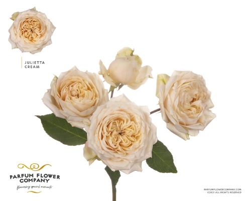 Rosa tros overig